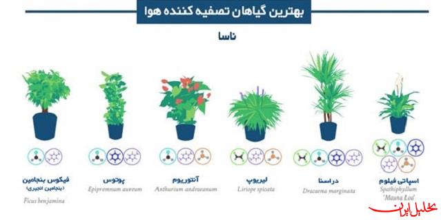 بهترین گیاهان آپارتمانی تصفیه کننده هوا