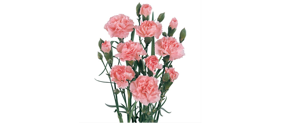 گل میخک