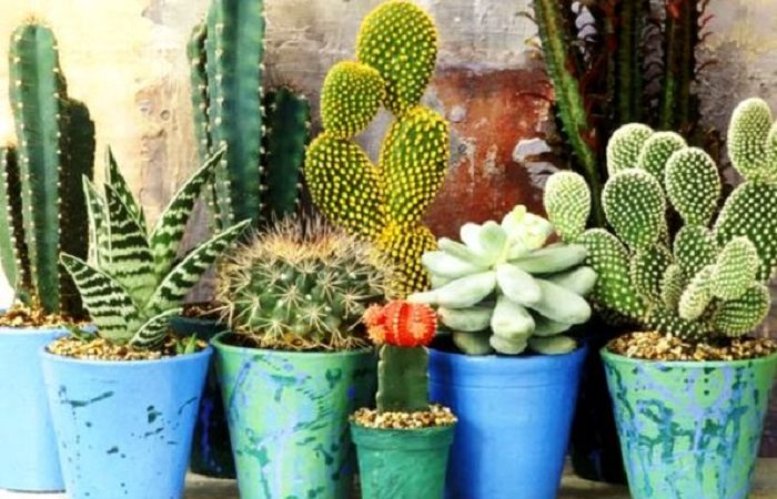 ۱۱ اصل مهم برای نگهداری کاکتوس