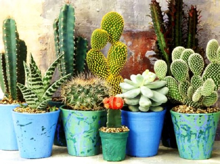 ۱۱ اصل مهم برای نگهداری کاکتوس