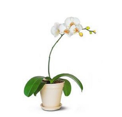 طریقه نگهداری گل ارکیده