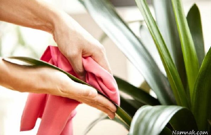 چگونه برگ های گیاهان را تمیز کنیم؟